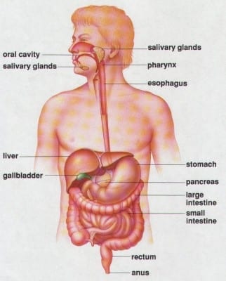 healthy digestive system